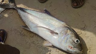 பெரிய பாறை மீன் ஏலம் 🐟 #fishing #thoothukudi