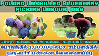 Poland Unskilled Jobs|Blueberry Picking Labour Jobs|போலந்தில்  புளுபெர்ரி பண்ணை வேலைவாய்ப்பு