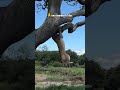 amazing a lion watches its prey from the edge of a tree