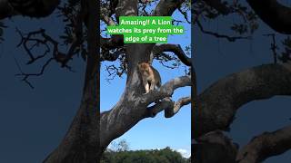 Amazing!! A Lion watches its prey from the edge of a tree