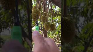 pruning the durian fruit to get quality durian  Semua Orang. #agricultureindonesia #fruit