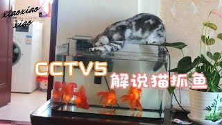 搞笑配音：在CCTV5看猫抓鱼是什么体验？用解说体育形式解说猫抓鱼