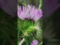 flower of scotland