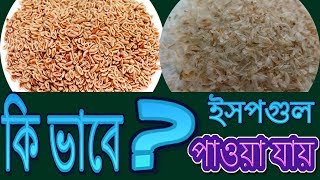 কী দিয়ে ইসপগুলের ভুষি তৈরী হয় | খাওয়ার আগে দেখুন | how to make ispaghula husk | psyllium husk