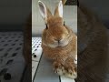 お鼻ピクピクなナッツ社長　 仔ウサギ うさぎ かわいい rabbit 癒し pets