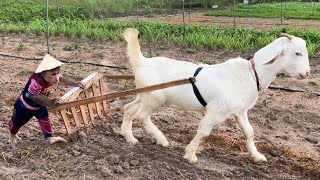 Funny monkey cutis And goat Videos 2023!  Best Animal Videos Harvest