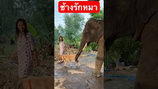 พี่บัวบานจูงบักเตอร์ #elephant #thailand #elephantthailand