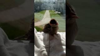 Sun Bathing House Sparrow