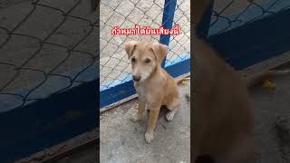 ถ้าหมาได้ยินเสียงนี่ มันจะต้องเอียงหัว #หมา #สุนัข #ตลก #dog #dogs #content #viralvideo #shorts