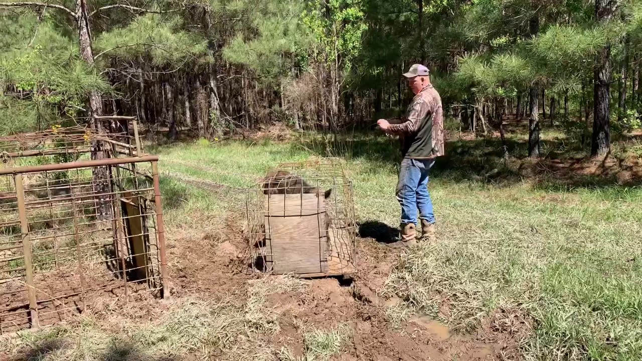 Razorback Hogs In The Trap Youtube