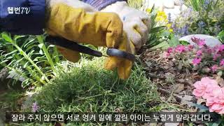 🔔 Tip of the day 🔔        💕 꽃잔디ㅡ꽃 진 후 관리 및 삽목 💕 How to care for Moss Phlox after flowering 💕