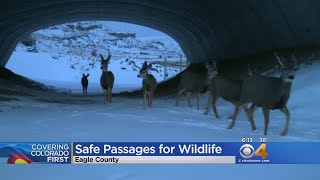 CDOT Plans More Wildlife Crossings