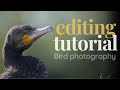 Editing a Bird photo: Easy step-by-step Tutorial