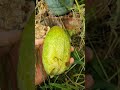 autumnal cucumber🥒🌵 harvest gardening خیار باغبانی shots satisfying garden agriculture