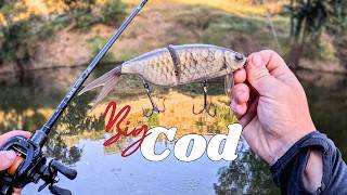 Land based MURRAY COD Fishing - Remote River