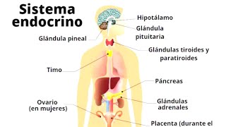 The ENDOCRINE SYSTEM explained: how it works, parts and hormones🧠🧍