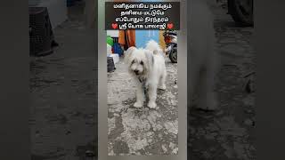 செல்ல பிராணிகள் தனிமை pets feelings