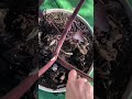 bringing my colocasia mojito mother plant in for the winter