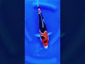 Showa Doitsu Beautiful #japankoi #koifish #koiindonesia #koilovers #koipond #koi #shortvideo #shorts