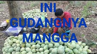 Wow produksi mangga terbesar di jawa barat indonesia