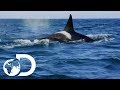 False Bay Orca Pod On The Hunt For Dolphins | Killer Whales: The Mega Hunt