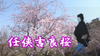 任侠吉良桜  / 唄：世古口 勇 / 作詞：かが まさし / 作曲： 橋本 博行 / 編曲：渡邉 千峰