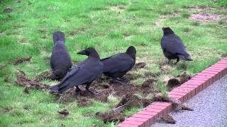 ハシブトガラス：兄弟で芝生で遊ぶ