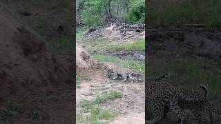 Female Leopard and her Cubs