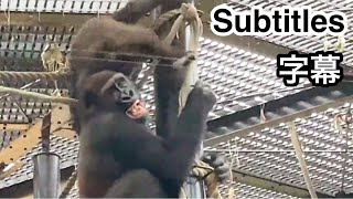 Kicking Dad's and brother's heads for fun! Kintaro, a kid gorilla 🅷🅾🆃【KyotoZoo,Gorilla