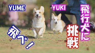 ドギーズアイランでコーギーのゆめ飛行犬とゆきポートレート撮影　Corgi YUKI \u0026 YUME photography