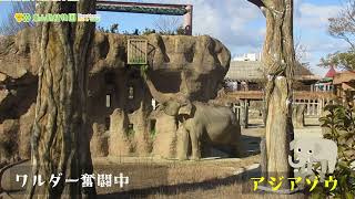 【東山動植物園公式】ワルダー奮闘中《 アジアゾウ　ゾウ 》