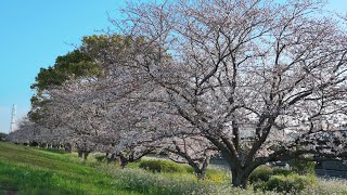 2021 Cherry Blossom Walking ,Oita,Japan  大野川桜堤の散歩