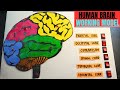 How to make a human brain working model | Brain section working model project | School project brain