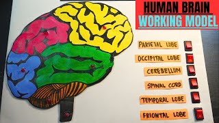 How to make a human brain working model | Brain section working model project | School project brain