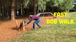 How to Train the Agility Dog Walk Contact Performance