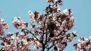 梅・椿・桜の蜜を吸うヒヨドリ