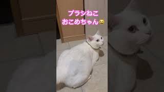 #おけちゅねこ #猫のいる暮らし #ねこ動画 #ヨガマット敷くとやってくるおけちゅねこ#ねこの日常 #毎日投稿 #おこめ#オッドアイ