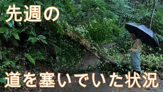 神奈川県・厚木市・愛川町・鳶尾山・・鳶尾山の林道の倒木の状況