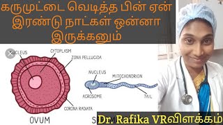 கருமுட்டை வெடித்த பின் ஏன் இரண்டு நாட்கள் ஒன்னா இருக்கனும்|important of Release of ovum and life