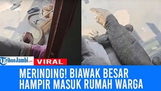 Viral Seekor Biawak Besar Panik Datangi Rumah Warga