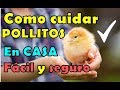 how to care for chicks at home easy and safe