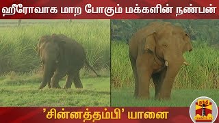 ஹீரோவாக மாற போகும் மக்களின் நண்பன் - 'சின்னத்தம்பி' யானை | Chinnathambi | Elephant