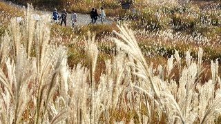 【4K】砥峰高原でススキ見頃　兵庫県神河町