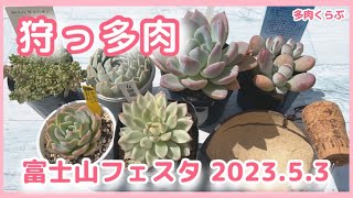 【多肉植物】多肉イベント・富士山フェスタ(2023.5.3)で多肉狩り