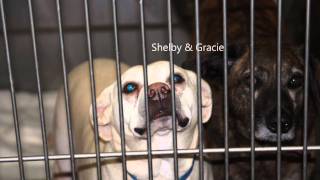 Kankakee County Humane Foundation DOGS