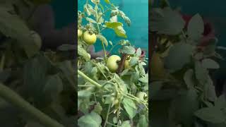 Growing Tomatoes #మినీ గార్డెన్ టమోటాలు # Home garden #vegetables