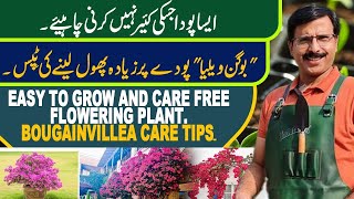 Easy to Grow and Care Free Flowering plant | Bougainvillea Care Tips | Gardening With Javed Iqbal