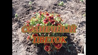 Гайлардия — солнечный цветок