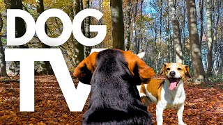 GoPro DogTV | 10hrs of Relaxing Virtual Dog Walks Through Serene Woodlands 🐾🌳 Dog POV