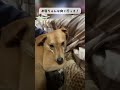 昨日から態度がおかしい💦反抗期？😰 雑種犬 保護犬と暮らす